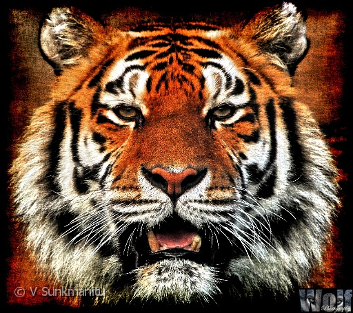 04 Tiger.jpg